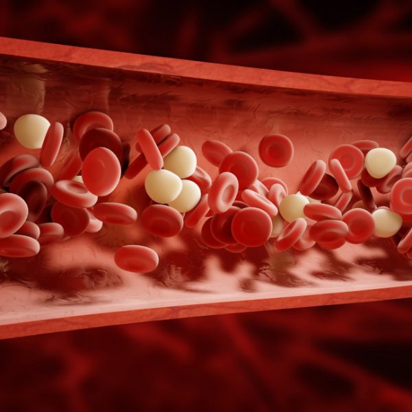 Understanding Circulatory Diseases: What You Need to Know